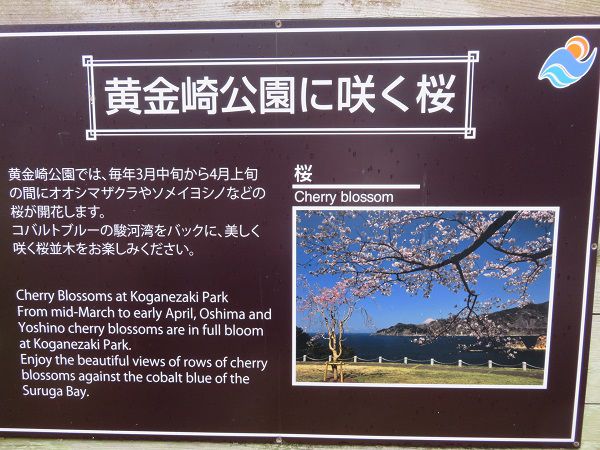 黄金崎公園付近、桜【西伊豆町】:案内板