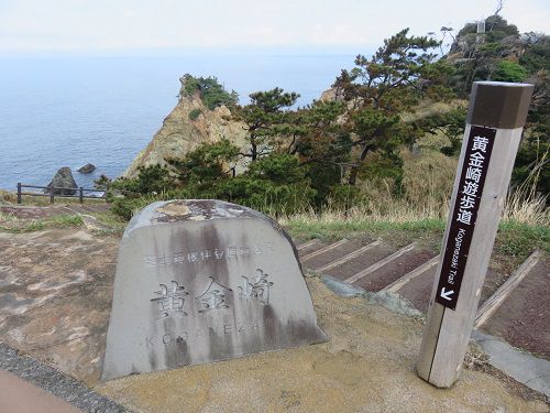 黄金崎公園付近、桜【西伊豆町】:遊歩道