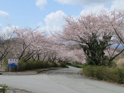 すそのパノラマロード、桜【裾野市】:満開の桜