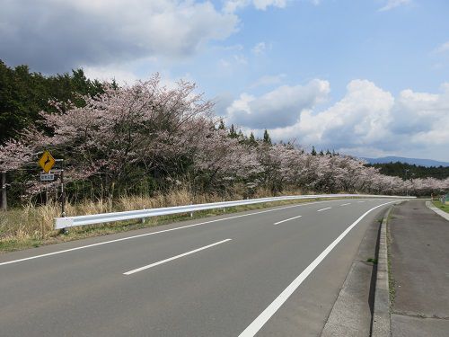 すそのパノラマロード、桜【裾野市】