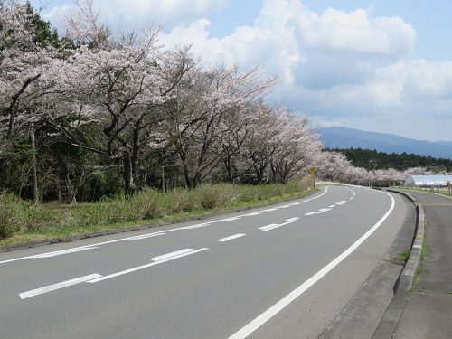 すそのパノラマロード、桜【裾野市】:桜並木とパノラマロード