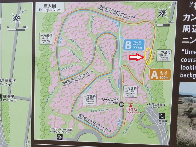 すそのパノラマロード、桜【裾野市】:クロスカントリーコースの案内図