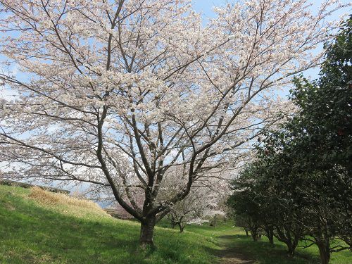 すそのパノラマロード、桜【裾野市】:梅の里遊歩道途中の桜