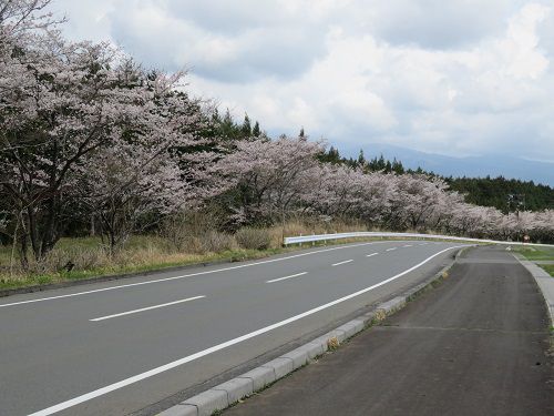 すそのパノラマロード、桜【裾野市】:見頃の桜並木