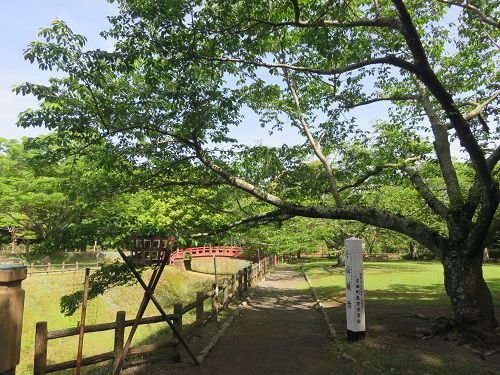 能満寺山公園、新緑【吉田町】：好天と新緑１