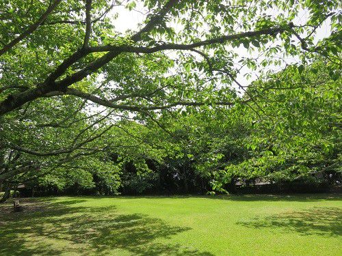 能満寺山公園、新緑【吉田町】