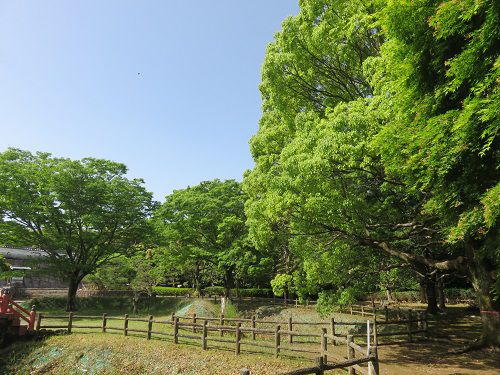 能満寺山公園、新緑【吉田町】：好天と新緑２