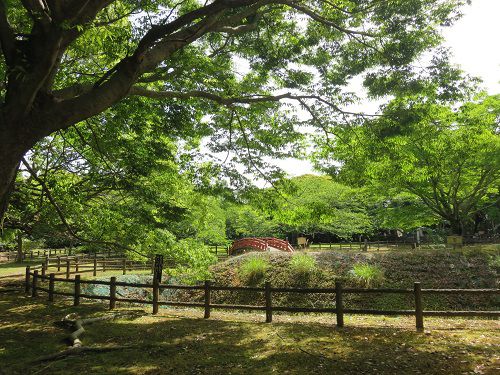 能満寺山公園、新緑【吉田町】：好天と新緑８