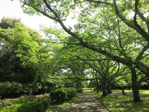能満寺山公園、新緑【吉田町】：好天と新緑７