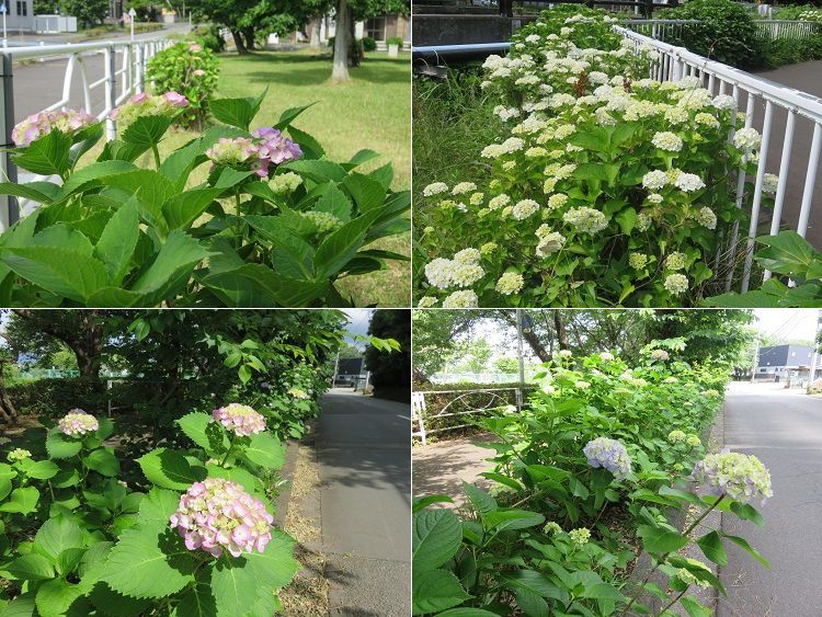 門池公園付近、紫陽花【沼津市】:紫陽花景色1