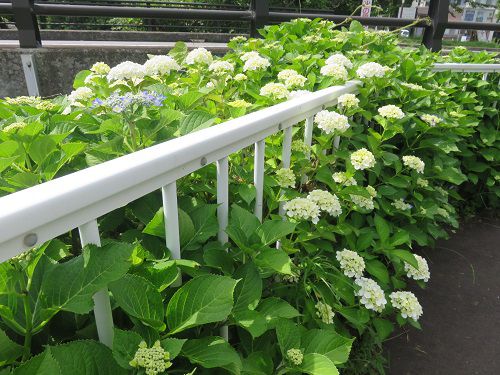 門池公園付近、紫陽花【沼津市】:紫陽花景色2