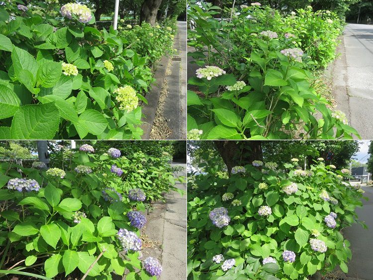 門池公園付近、紫陽花【沼津市】:紫陽花景色3