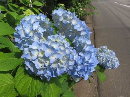 門池公園付近、紫陽花【沼津市】:紫陽花景色5