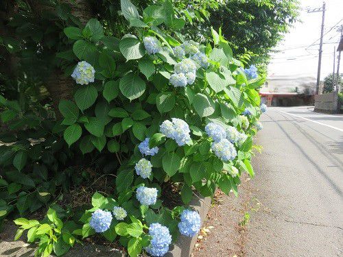 門池公園付近、紫陽花【沼津市】:紫陽花景色6