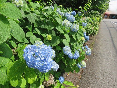 門池公園付近、紫陽花【沼津市】