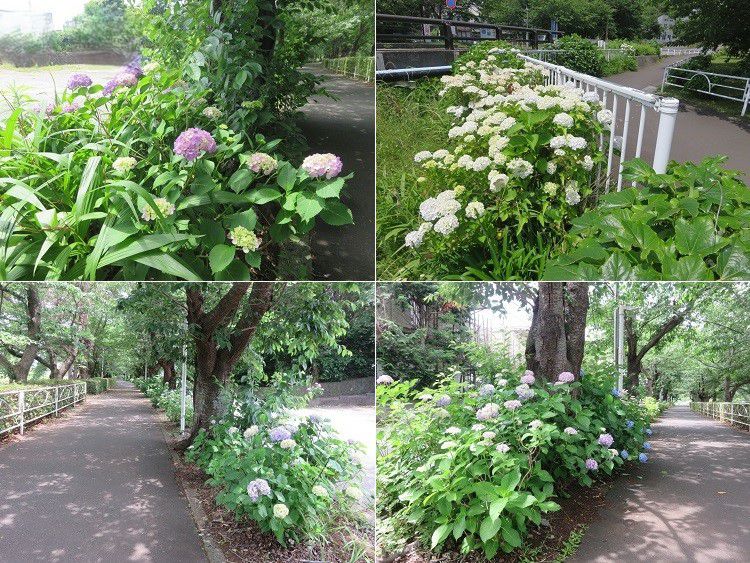 門池公園付近、紫陽花【沼津市】:見頃の紫陽花2