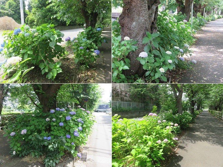 門池公園付近、紫陽花【沼津市】:見頃の紫陽花6