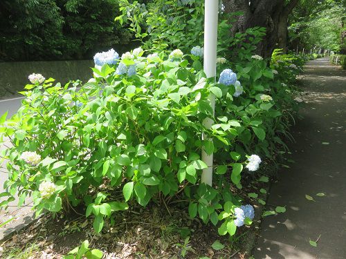 門池公園付近、紫陽花【沼津市】:見頃の紫陽花3