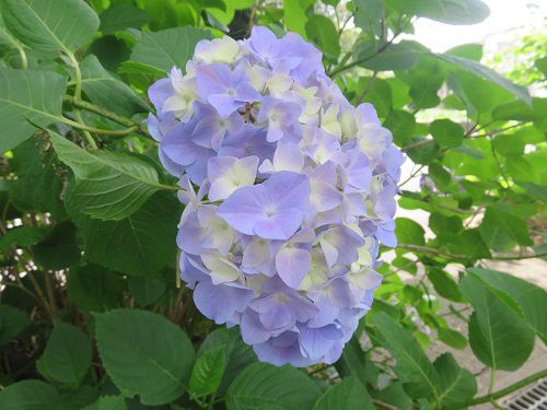 門池公園付近、紫陽花【沼津市】:見頃の紫陽花4