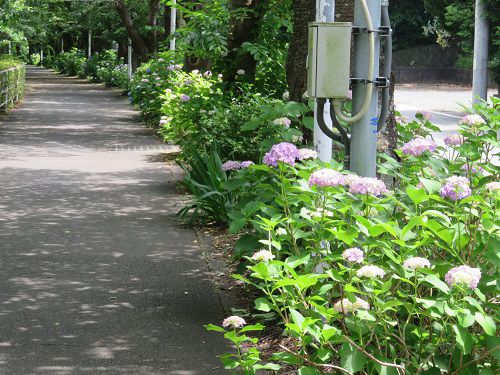 門池公園付近、紫陽花【沼津市】:見頃の紫陽花5