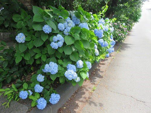 門池公園付近、紫陽花【沼津市】:見頃の紫陽花1