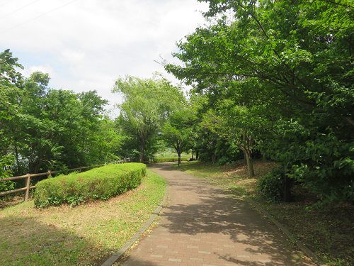 門池公園付近、紫陽花【沼津市】:遊歩道