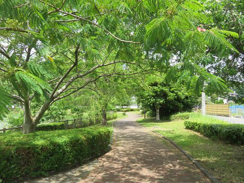 門池公園付近、紫陽花【沼津市】:散歩道