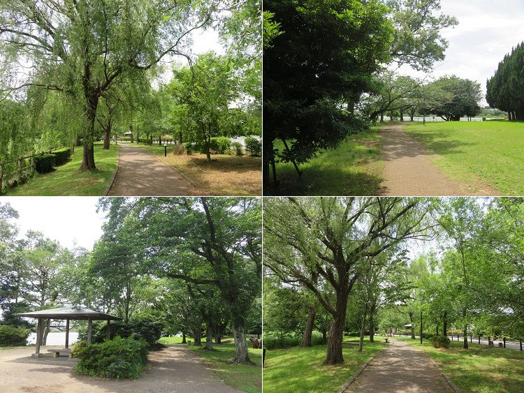 門池公園付近、紫陽花【沼津市】:ウオーキング遊歩道