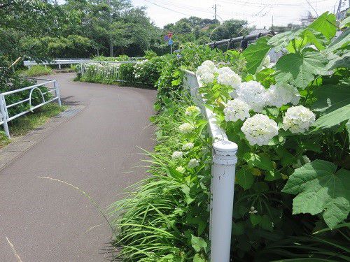 門池公園付近、紫陽花【沼津市】:見頃の紫陽花7