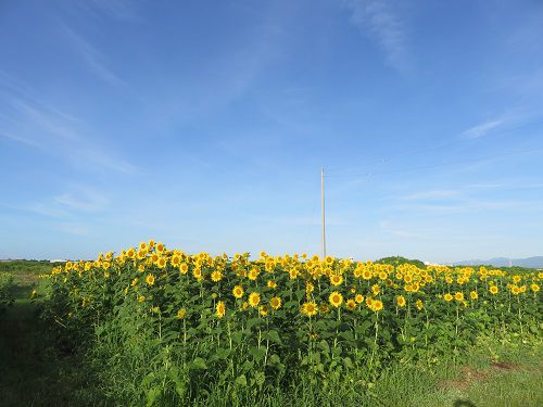 浮島ひまわり沼津市　青空