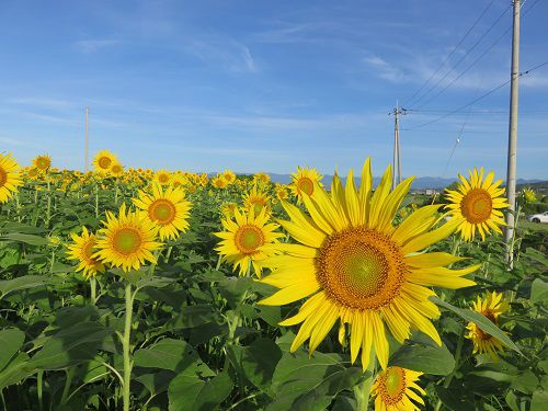 浮島ひまわり沼津市　満開と快晴