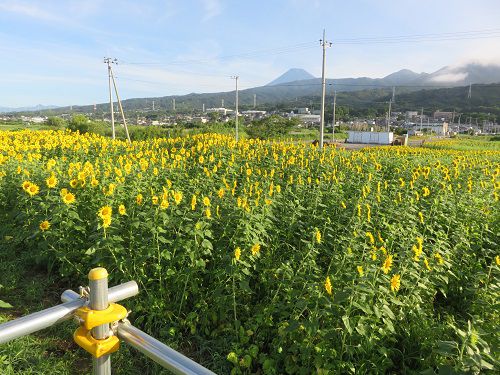 浮島ひまわり沼津市　展望場所からのひまわり　①
