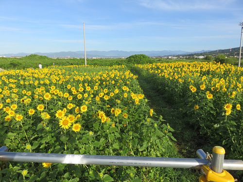浮島ひまわり沼津市　展望場所からのひまわり　⓶