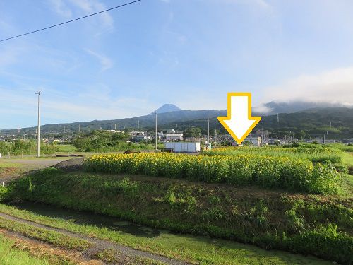 浮島ひまわり沼津市　富士山