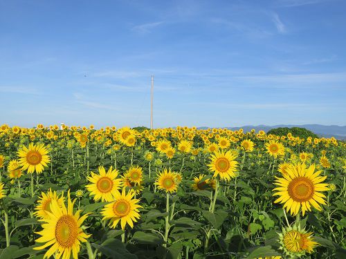 浮島ひまわり沼津市　青空と全開の向日葵