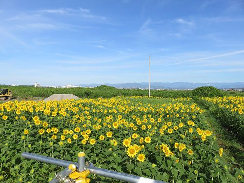 浮島ひまわり沼津市　展望場所からのひまわり　③