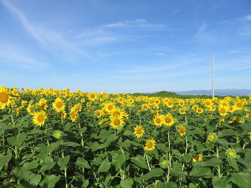 浮島ひまわり沼津市　見頃のひまわり畑