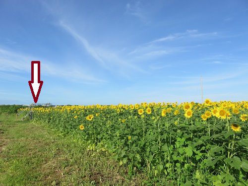 浮島ひまわり沼津市　満開　臨時展望台