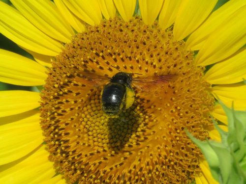 浮島ひまわり沼津市　蜂⓶