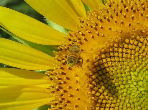 浮島ひまわり沼津市　蜂