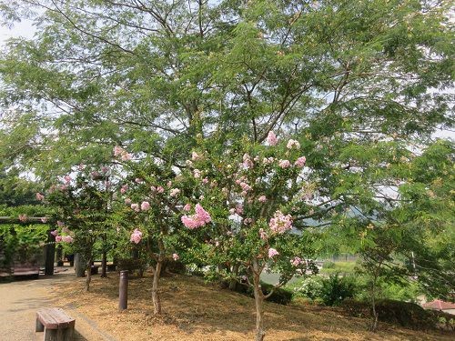 藤枝市総合運動公園、サルスベリ【藤枝市】４