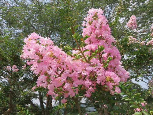 藤枝市総合運動公園、サルスベリ【藤枝市】５