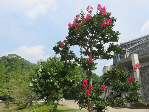 藤枝市総合運動公園、サルスベリ【藤枝市】３