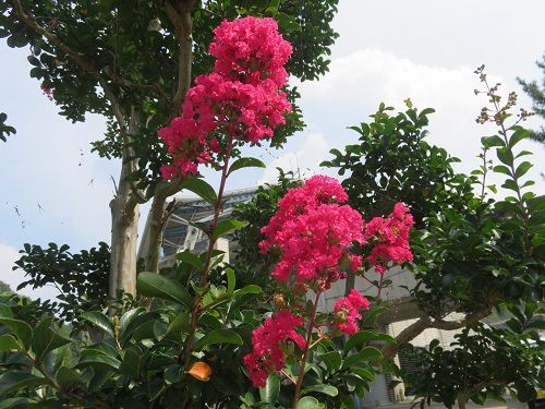 藤枝市総合運動公園、サルスベリ【藤枝市】２