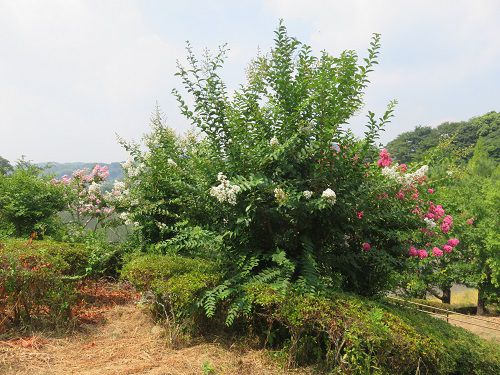 藤枝市総合運動公園、サルスベリ【藤枝市】６