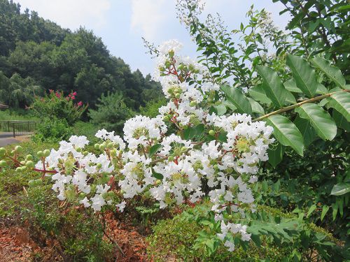 藤枝市総合運動公園、サルスベリ【藤枝市】７