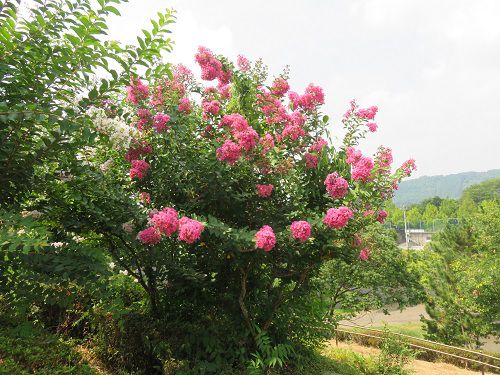 藤枝市総合運動公園、サルスベリ【藤枝市】８