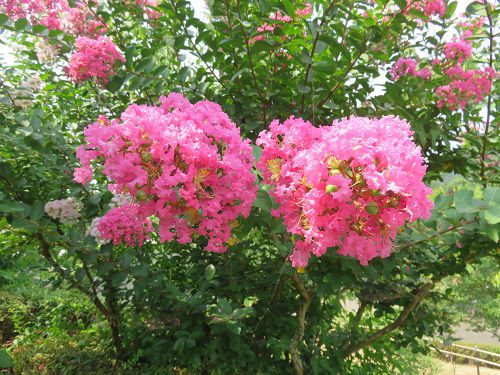 藤枝市総合運動公園、サルスベリ【藤枝市】９