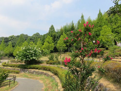 藤枝市総合運動公園、サルスベリ【藤枝市】１０