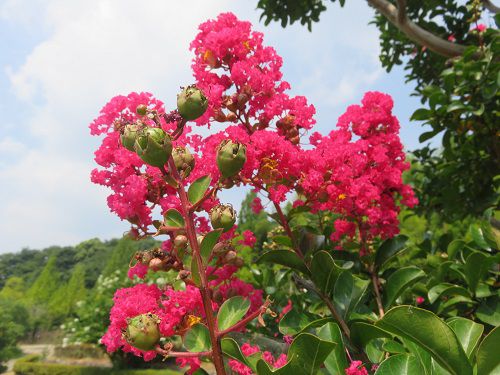 藤枝市総合運動公園、サルスベリ【藤枝市】